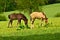 Two cute and awesome little foals of Icelandic horses, a black and a dun coloured one, are playing and grooming together and pract