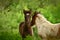 Two cute and awesome little foals of Icelandic horses, a black and a skewbald one, are playing and grooming together and practice