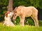 Two cute and awesome little foals of Icelandic horses, a dun coloured and a skewbald one, are playing and grooming together and pr