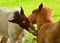 Two cute and awesome little foals of Icelandic horses, a dun coloured and a skewbald one, are playing and grooming together and pr