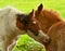 Two cute and awesome little foals of Icelandic horses, a dun coloured and a skewbald one, are playing and grooming together and pr