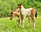 Two cute and awesome little foals of Icelandic horses, a dun coloured and a skewbald one, are playing and grooming together and pr