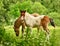 Two cute and awesome little foals of Icelandic horses, a dun coloured and a skewbald one, are playing and grooming together and pr