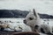 Two cute baby alpacas in the coast of Titicaca Lake, Bolivia