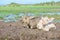 Two cute baby buffaloes lying on clay mound with many grasses in field, trees and blue sky background. Cool tone. Analogous color.