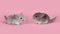 Two cute baby chinchillas seen from the side looking towards each other on a pink background