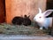 Two cute baby rabbits of the giant Chinchilla breed in their aviary