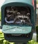 Two cute baby raccoons hiding in a mailbox.