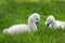 Two cute baby Swans