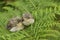 Two cute baby willow warblers Phylloscopus trochilus waiting for their parents to come back and feed them.