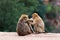 Two cute barbary macaques magot
