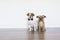 two cute beautiful small dogs wearing a bowtie and a roses wreath over white background. Wedding concept. Indoors