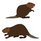 Two cute beavers