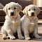 Two cute beige Labrador puppies sitting on a wooden floor