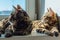 Two cute bengal cats laying on windowsill and relaxing