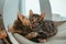 Two cute bengal kittens gold and chorocoal color laying on the cat`s window bed and relaxing liking and washing each other