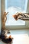 Two cute bengal kittens gold and chorocoal color laying on the cat`s window bed and windowsill relaxing