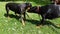 Two cute black doberman dog playing