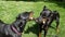 Two Cute black doberman Dog playing