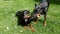 Two Cute black doberman Dog playing