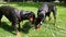 Two cute black doberman dog playing