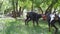 Two Cute black doberman Dog playing on the grass