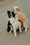 Two cute border collie dog and puppy stay on flor