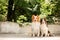 two cute border collie dogs ain park. green on background