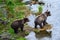 Two cute brown bear cubs with natal collars ready to enter the Brooks River, Katmai National Park, Alaska