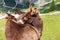 Two cute brown donkeys help each other to clean their fur