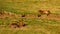 Two cute brown foals lie on pasture in field and relax at dawn