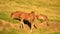 Two cute brown foals relax and graze on pasture at