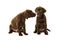 Two cute brown labrador retriever puppies sitting talking to each other