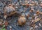 Two cute brown snails close up. Brown snails with horns and a twisted shell on the ground in brown leaves.