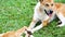 Two cute brown-white shorthair dogs lying on green grass outdoor in the park on sunny day.