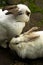 Two cute bunnies at farm near Reykjavik