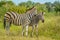Two cute Burchell`s Zebra loving in a game reserve grazing on green savannah under blue sky on a hot summer day