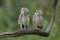 TWO Cute Burrowing owl Athene cunicularia sitting on a branch.