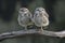 Two Cute Burrowing owl Athene cunicularia sitting on a branch. Blurry green and blue background. Noord Brabant in the Netherlands!