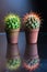 Two cute cactus in pot