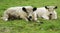 Two cute calves lying relaxed in the grass