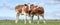 Two cute calves stand together in a green meadow under a cloudy blue sky and a straight horizon, panorama wide view