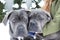 Two cute cane corso six month puppies