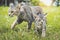 two cute cat walking playing on green grass