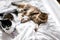 Two cute cats playing with toys and mouse on white bed in sunny bright stylish room. Funny maine coon and black and white cat with