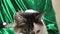 Two Cute Cats Relaxing Green Satin Background