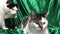 Two Cute Cats Relaxing Green Satin Background