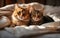 Two cute cats wrapped in a blanket on the bed cuddling