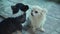 Two cute chihuahua dogs. Little black and white dog licks long-haired chihuahua dog. Pet`s friendship.