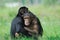 Two cute chimpanzees